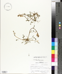 Corydalis micrantha image