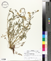 Corydalis micrantha image