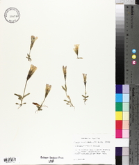 Gentianopsis thermalis image