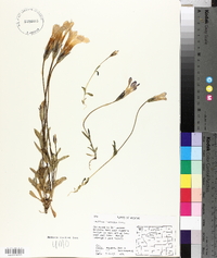 Gentianopsis thermalis image