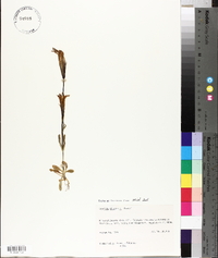 Gentianopsis thermalis image