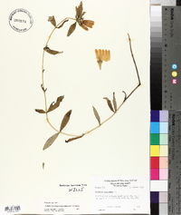 Gentiana saponaria image