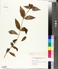 Gentiana saponaria image