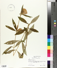 Gentiana saponaria image