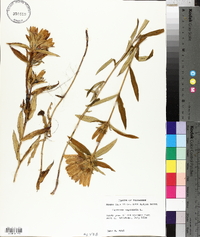 Gentiana saponaria image