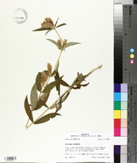 Gentiana saponaria image