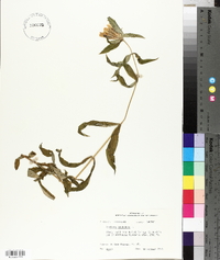 Gentiana saponaria image
