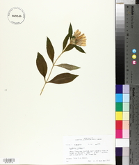 Gentiana saponaria image