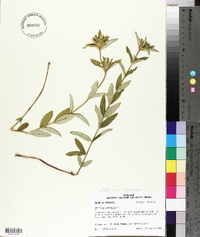 Gentiana saponaria image