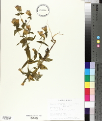 Gentiana quinquefolia var. occidentalis image