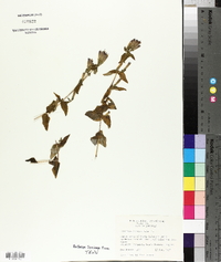 Gentiana quinquefolia image