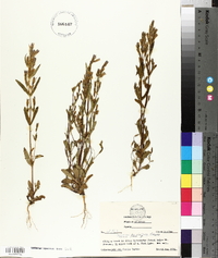 Gentiana propinqua image