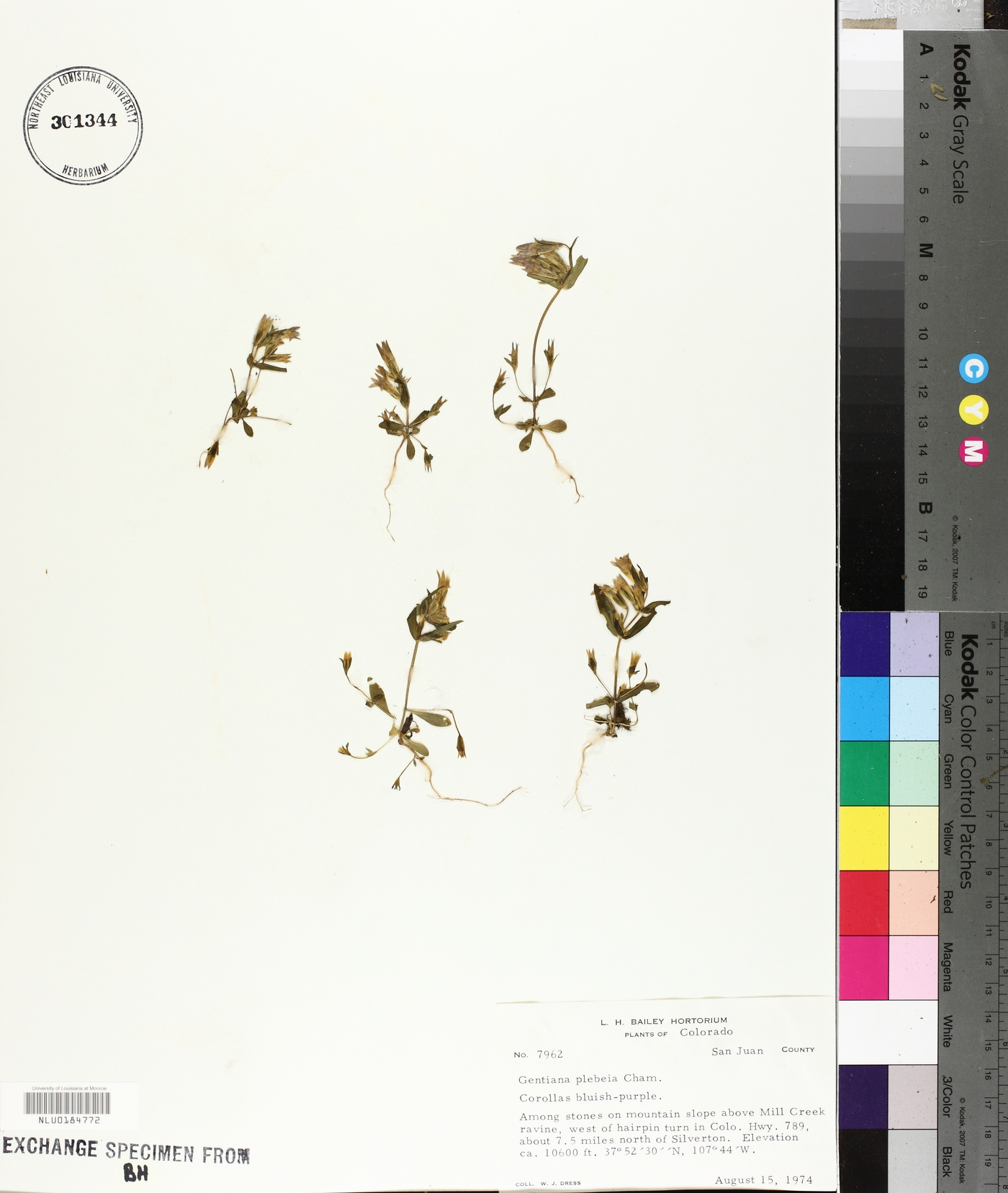 Gentiana plebeia image