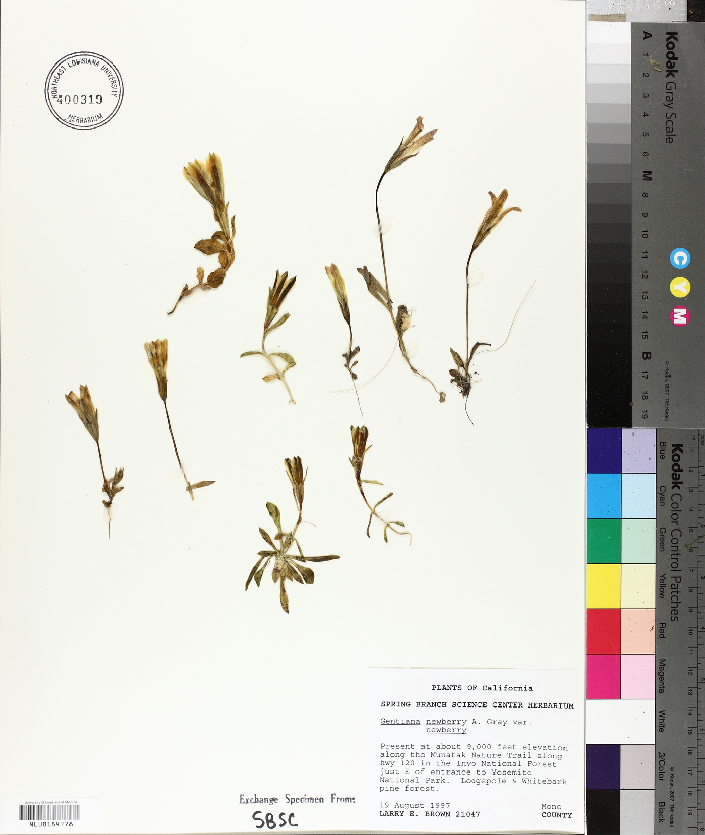 Gentiana newberryi var. newberryi image