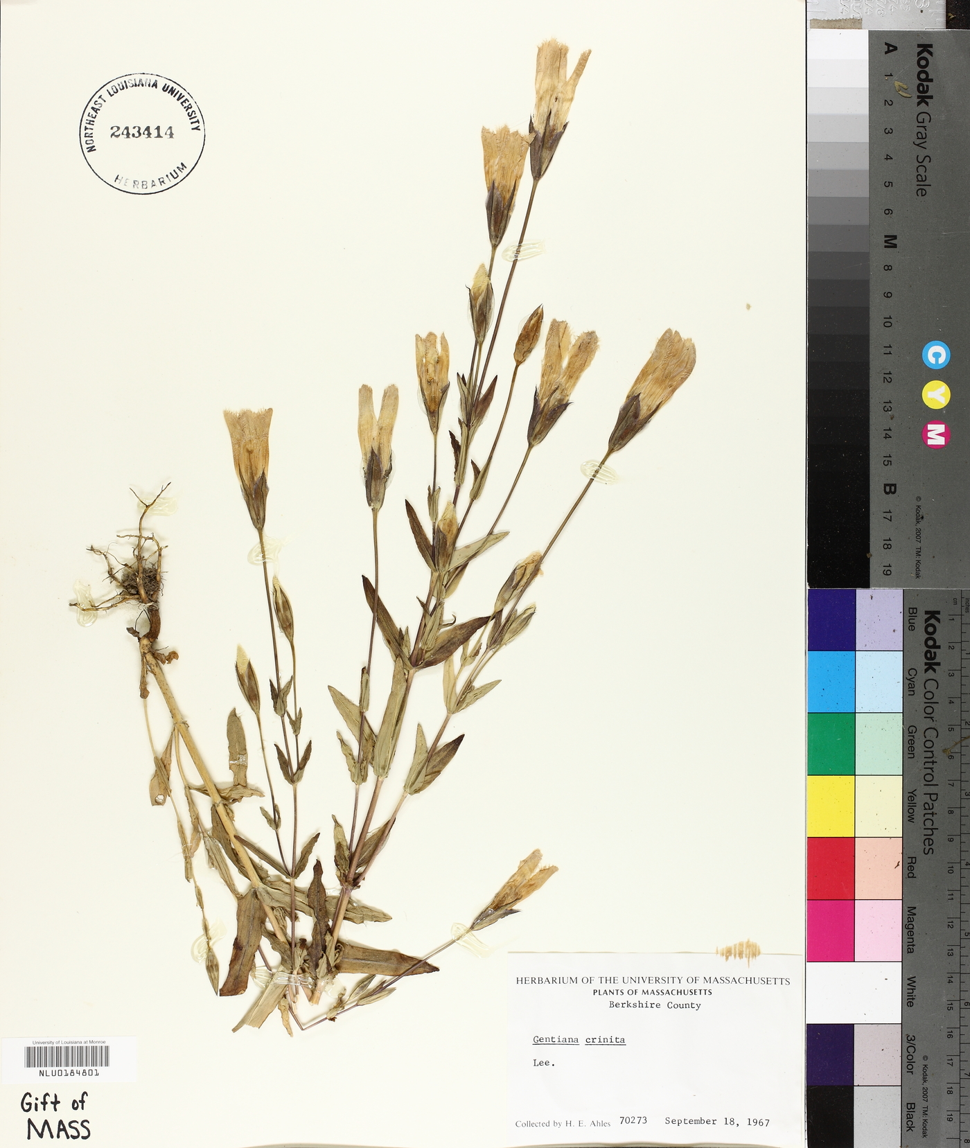 Gentiana crinita image