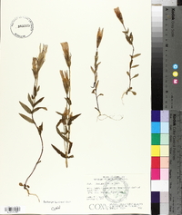 Gentiana crinita image