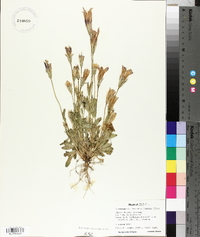 Gentianopsis thermalis image
