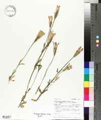 Gentianopsis thermalis image