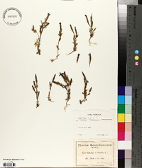 Gentiana nivalis image