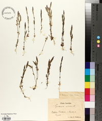 Gentiana nivalis image