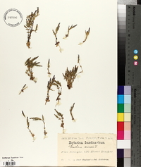 Gentiana nivalis image