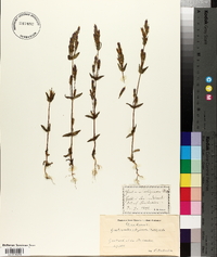 Gentianella uliginosa image