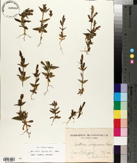 Gentianella uliginosa image