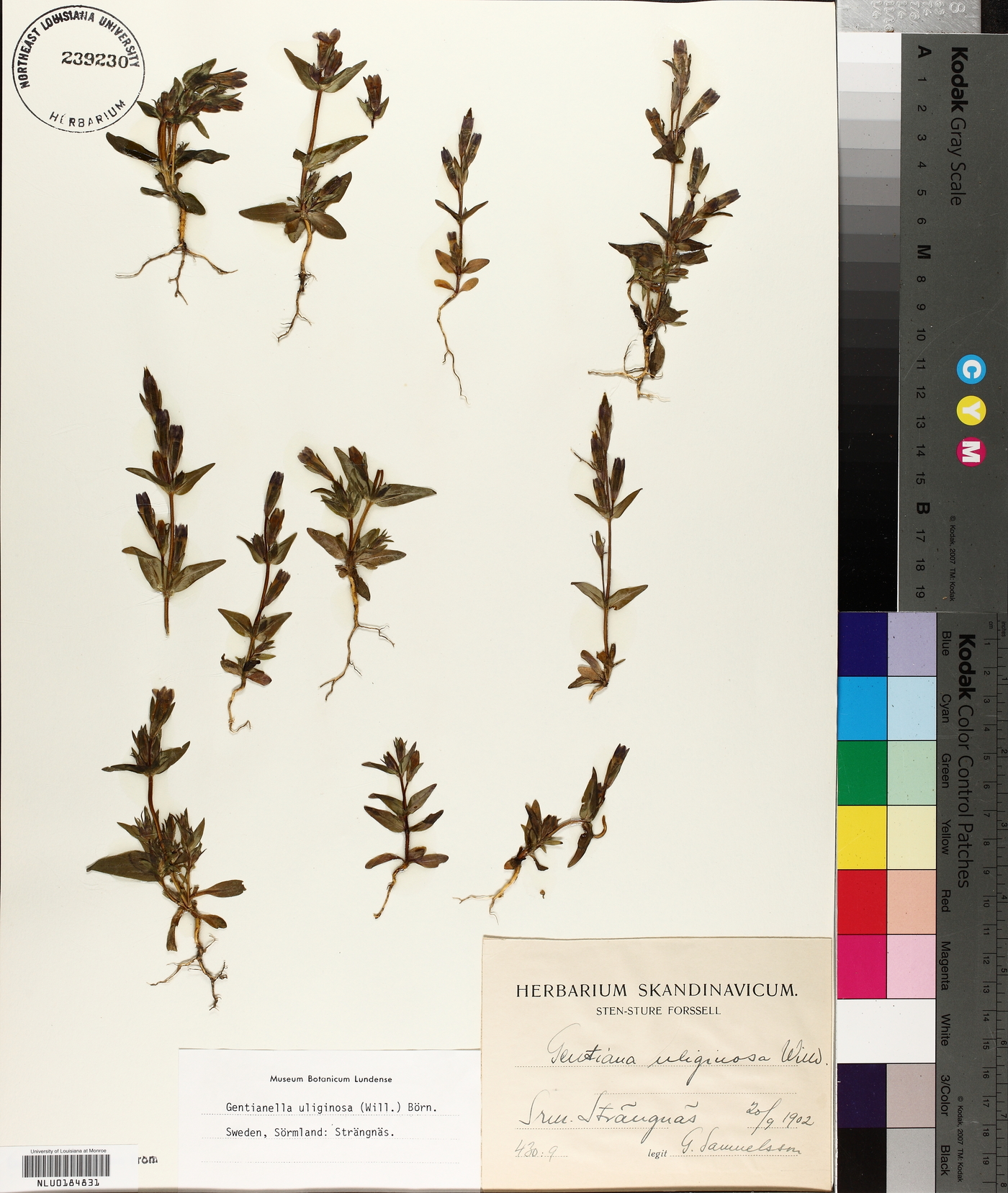 Gentianella uliginosa image