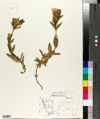 Gentiana sceptrum image