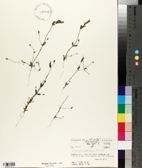 Gentiana propinqua image