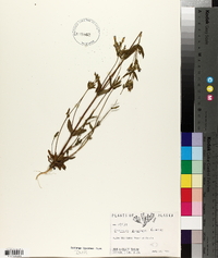 Gentiana propinqua image
