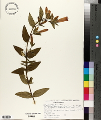 Gentiana mirandae image