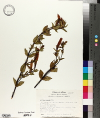 Gentiana mirandae image