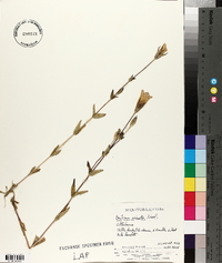 Gentiana crinita image