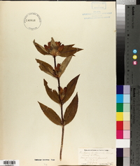 Gentiana andrewsii image