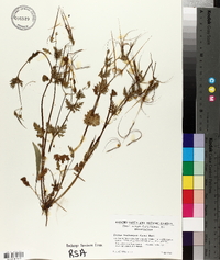 Erodium brachycarpum image