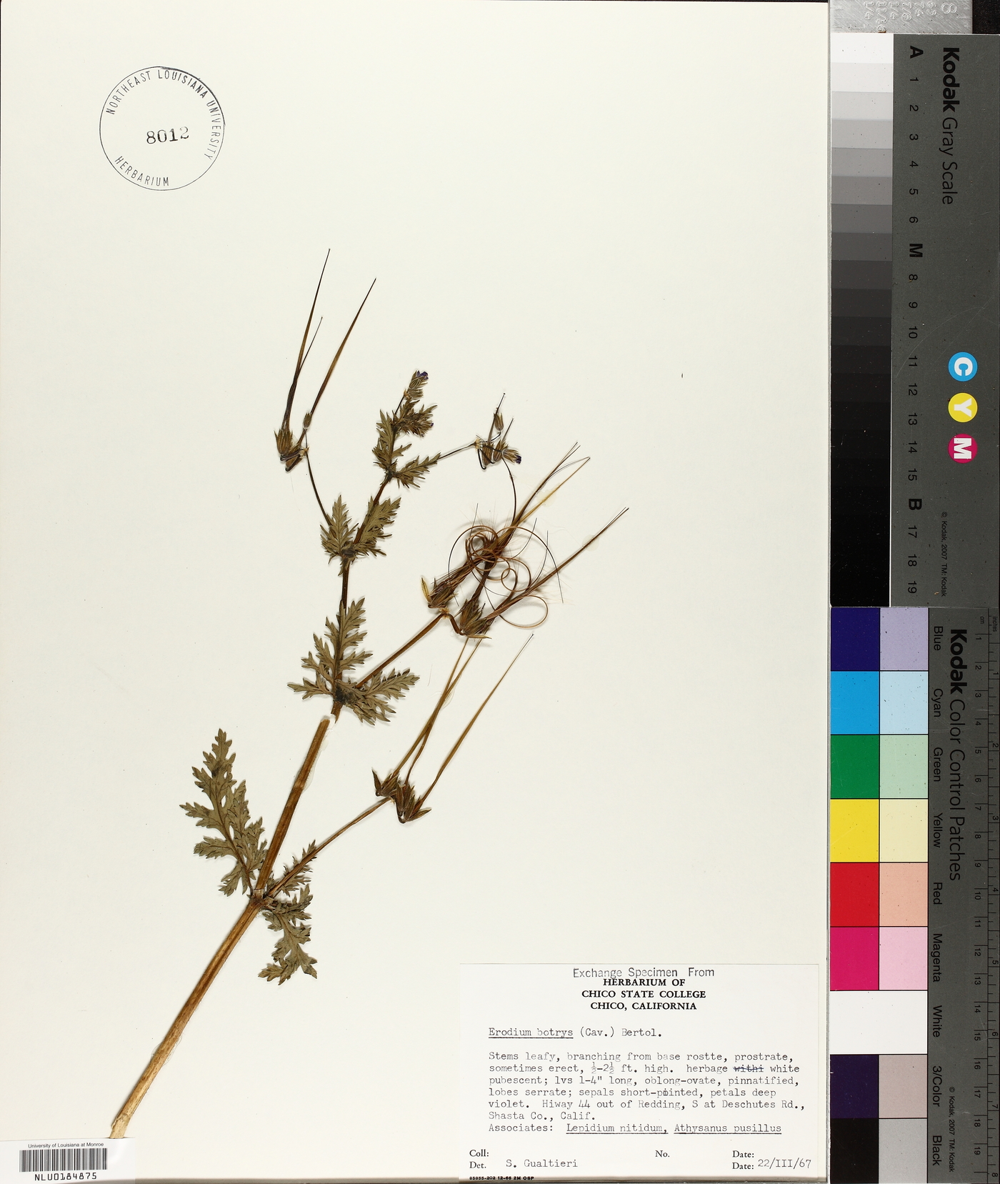Erodium botrys image