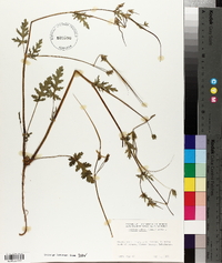 Erodium botrys image