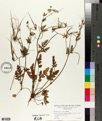 Erodium botrys image