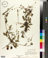 Erodium botrys image