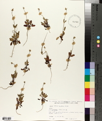 Erodium botrys image