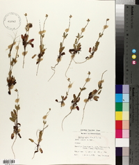 Erodium botrys image