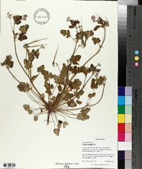 Erodium texanum image