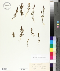 Gentianella uliginosa image