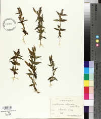Gentianella uliginosa image