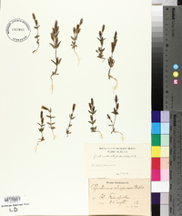 Gentianella uliginosa image