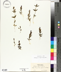 Gentianella uliginosa image