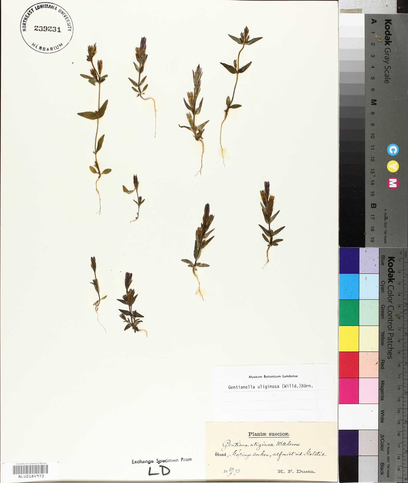 Gentianella uliginosa image