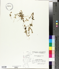 Gentianella uliginosa image