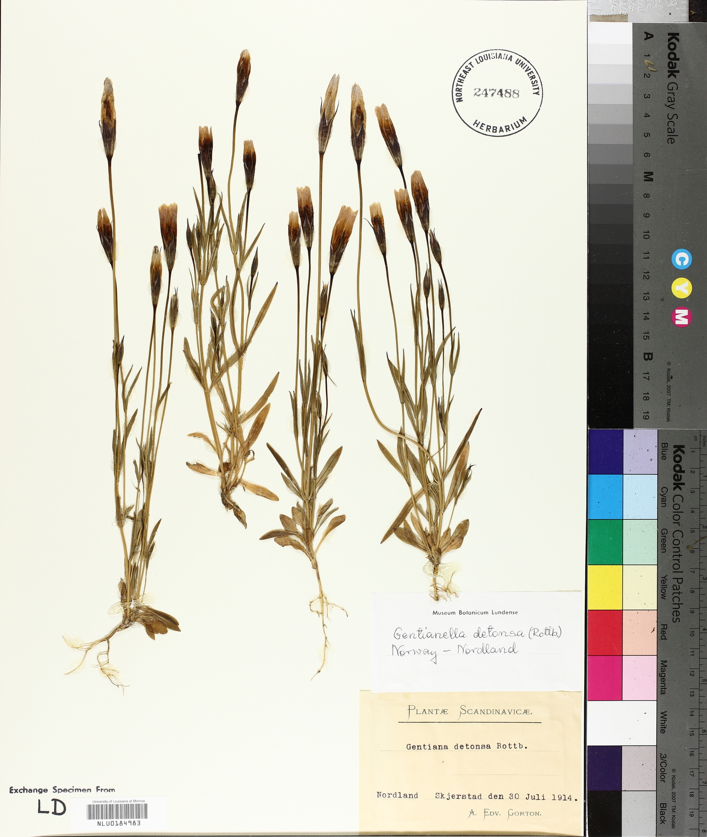 Gentianopsis detonsa subsp. detonsa image